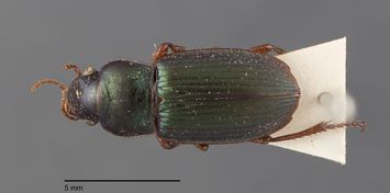 preview Harpalus affinis